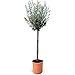 Mediterrane Designs Frostresistenter Olivenbaum - Winterharte Olea Europea bis -18°C 160 cm für Garten und Balkon