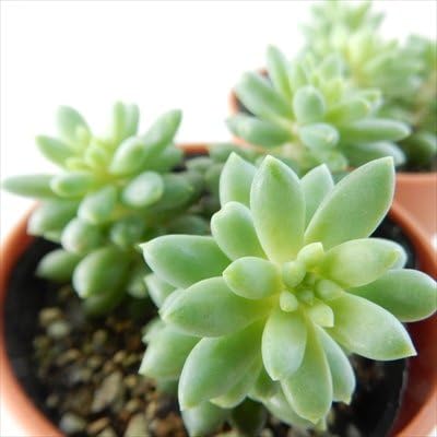 Amazon Oriセダム ピンクベリー 多肉植物 セダム 6cmポット 観葉植物 オンライン通販