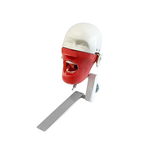 Miniatura 13 de TM-021 Modelo de Dientes Tipodonto Dental Completamente Desmontable Herramientas de Estudio y Enseñanza Tipodonto Anatomía Articulada de Dientes