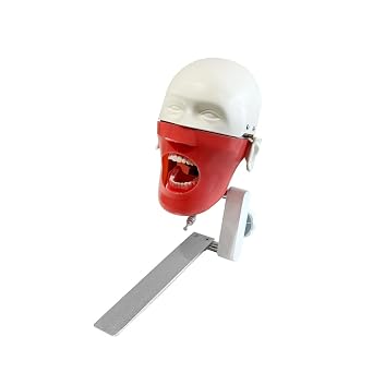 Dental Simulator Mannequin Head, YOUYA DENTAL Typodont Teeth Model Phantom Dexter Head Teeth Model Training Mount Fixed Training Manikin for Dental Schools Education Practical Insertion Version