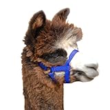 HLTR NYL ALPACA 5/8IN BABY BL