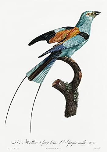 Exotische vogel Fine Art Print - Afbeelding 4