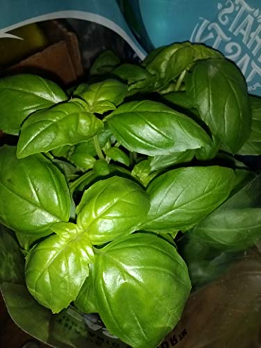 Floral, Plant Basil 6 Inch Organic - Thumbnail 6