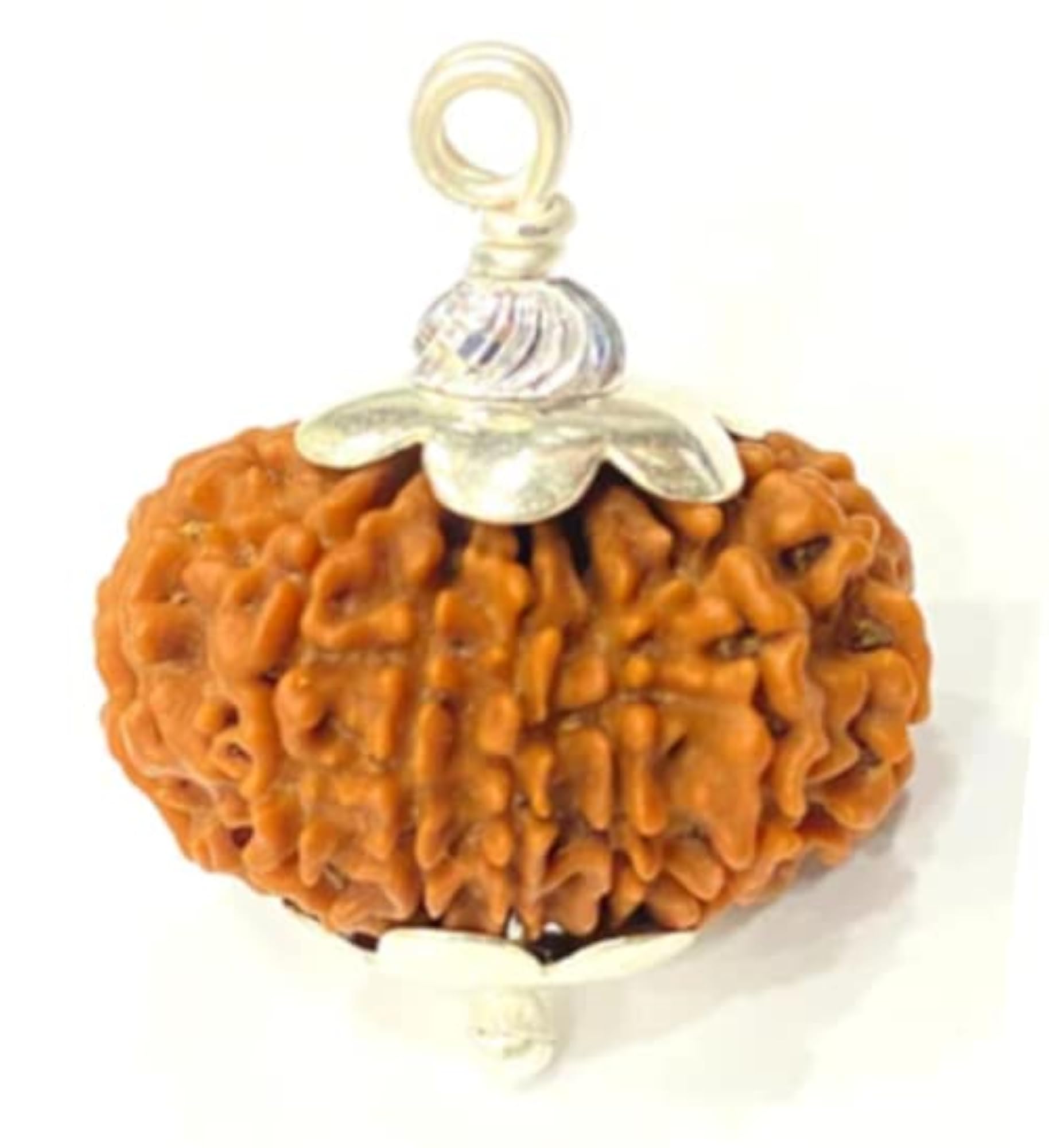 16 Mukhi Rudraksha Original Certified with Silver Capping
