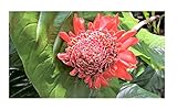Seeds & Plants Shop by Ipsa