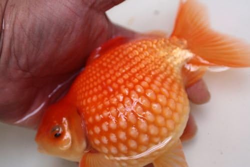 Amazon 金魚 国産 ピンポンパール 16センチ O 金魚 錦鯉 熱帯魚 生体 Pez 観賞魚 水中生物 通販 Amazon 金魚 国産 ピンポンパール 16センチ O 金魚 錦鯉 熱帯魚 生体 Pez 観賞魚 水中生物 通販