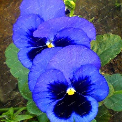 パンジーさま Amazon | スカイブルー：100ピース/パックパンジー種子ミックスカラー