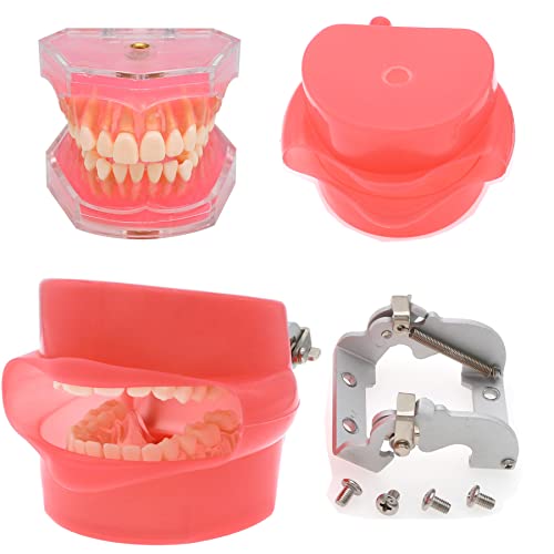 SEUJJRO Dental Soft Gum Standad Typodont Study Model with 28pcs Removable Teeth With Simulates Cheeks