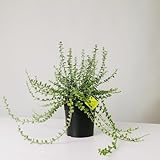 Plantì