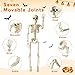 Kelool Halloween Skeleton Decorations - 15.7