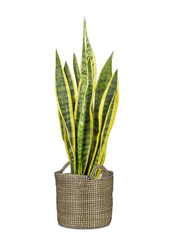 Panier à plantes Scheurich en jonc de mer noir de 26 cm pour l'intérieur
