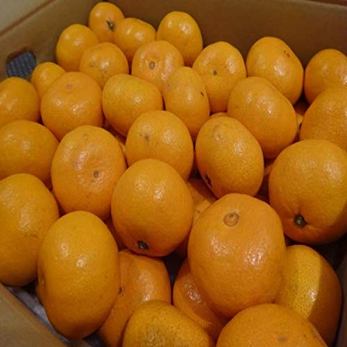 y݂Ƃ摼{Yz󂠂@݂@2STCY@10kg