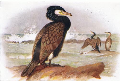 Tableau Toile Cormoran Affiches d'Art Peinture Décorative 60x90cm