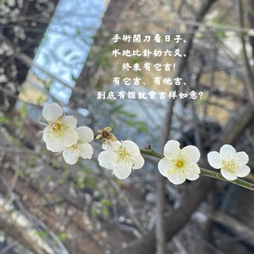 手術開刀看日子， 水地比卦初六爻， 終來有它吉！