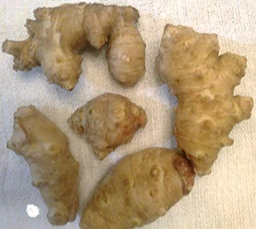 Generic Jerusalem Artichokes-Sunchokes-Tubers for Spring Planting-Package of 5-Farm-Fresh Organic