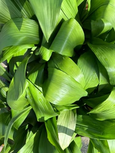 #35 - Gently Pushing Through Creative Block