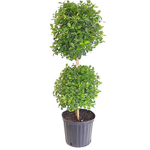 United Nursery Eugenia Myrtifolia 2-Ball Topiary – Sculpted Evergreen Plant in 10” Grower Pot – 36-42 Inches Tall – Formal Accent for Home, Patio, or Office – Indoor/Outdoor