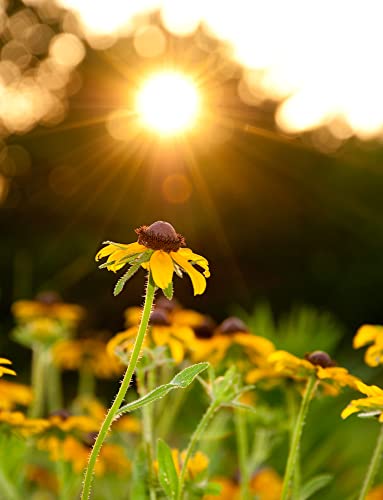 Brown-Eyed Susan Flower Seeds For Planting, 3000+ Seeds Per Packet, (Isla's Garden Seeds), Non Gmo & Heirloom Seeds, Scientific Name: Rudbeckia Triloba, Great Home Flower Garden Gift #TOP2