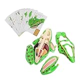 Amosfun Jouet Animal Grenouille Kit De Dissection Réaliste Modèle Anatomique Pour Garço...