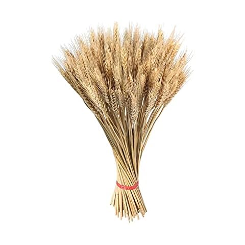mooderf Natural Dried Wheat Sheaves 100 Pcs Dry Wheat Grass Bouquet Dried Wheat Grass Bundle Natural For Fireplace Home Kitchen Church Table Wedding Decoration Cover