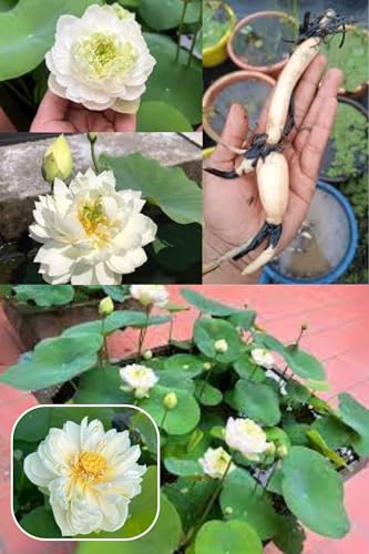 Image of ZXXYANBI All Time Beautiful Big Hybrid (Snow White) Lotus Tuber, Root Flower Plant, Tree Granted Blooming 30 Days, Mild, sweet fragrance Flower, 1 Healthy Fresh Tuber For Home Garden