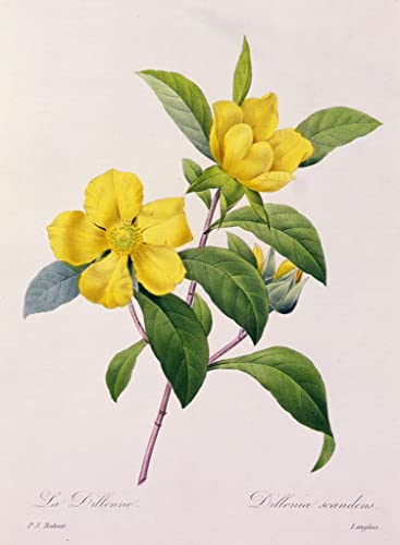 Affiches sur toile Dillenia Scandens par Pierre Joseph Redouté sans cadre en format 50 x 70 cm