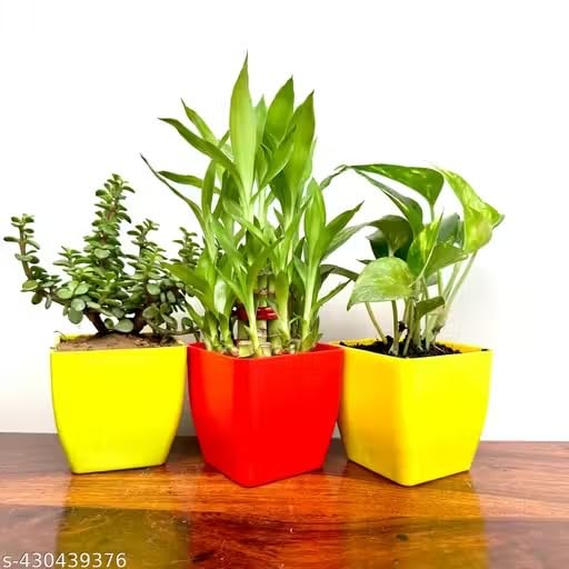 Combo of Lucky Bamboo, Money Plant & Dhankuber Jade Plant in Blossom Pots Indoor_ Home Decor-image-14