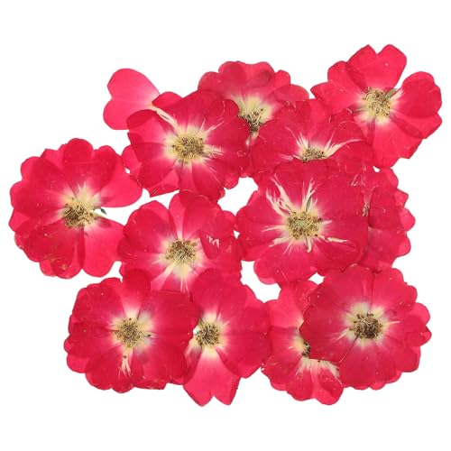12 unidades Flores naturales secas prensadas para manualidades miniatura 1