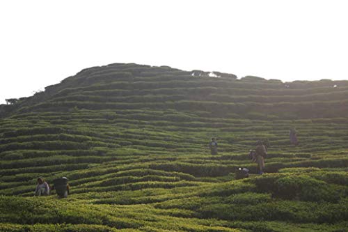 The Tao of Tea, First Flush Darjeeling Black Tea, Loose Leaf, 3.5 Ounce Tin