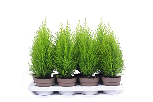 Zypressen 8 Stück in 40 cm A1 Qualität MPS kontrolliert Unsere Pflanzen sind bereits für Sie vorgedüngt