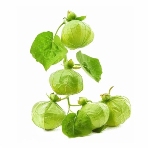 100 Semillas de Tomatillo Verde - SemiSauvage Permacultura