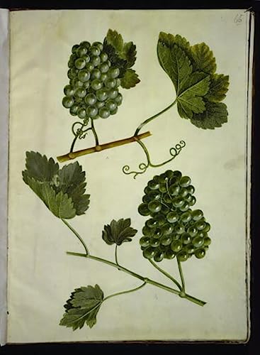 Tableau Vitis Vinifera par Hans Simon Holtzbecker poster vintage 60x90cm