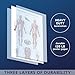 Palace Learning Muscular System Anatomical Poster - LAMINATED - Muscle Anatomy Chart - Double Sided (18