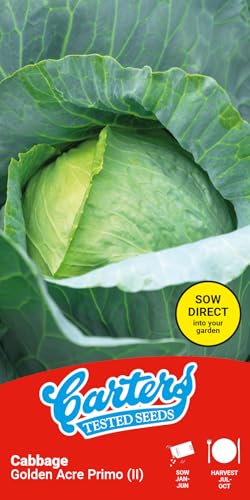 Carters Cabbage Golden Acre Primo Seeds Summer Autumn Crop Easy Grow Firm Round Heads Approx 150 Seeds Vegetable Garden Brassica Oleracea