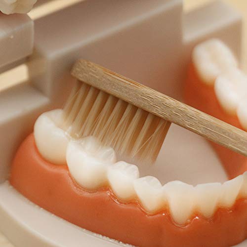 MEROCO Montessori Practical Life Brushing Teeth Model and Cards Montessori Homeschool Learning Preschool Toys for Toddlers - Image 7