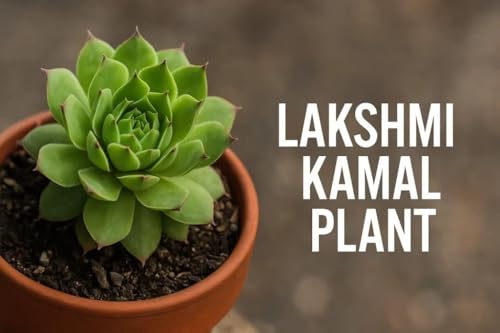 Image of Mediflorius BEST DUAL PLANT COMBO Vishnu Kamal - Laxmi /Lakshmi Kamal Succulent Plant - Sacred or Feng Shui, Goodluck | Symbol of Prosperity & Protection | 2 PLANTS IN POT