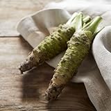 semillas de wasabi cocina, perennes, frescas, orgánicas, 125pcs