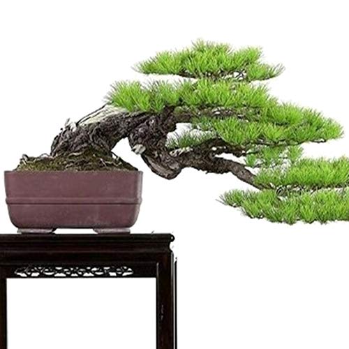 strimusimak Home Garden Decor White Pine Seeds, Bonsai Pinus Plant, Parviflora Tree Seeds - 40 pcs 40 Pcs