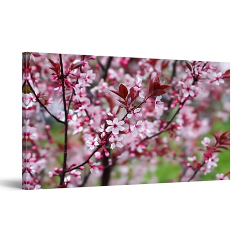Purple Leaf Sand Cherry Flowers Canvas Wall Art