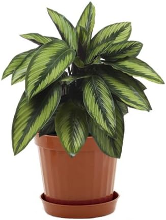 Plastic Decorative Pots #4 Terracota, 5.51 Inch, 12 Pack