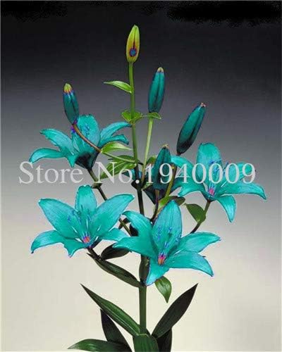 Amazon 100本リリーフロア香水リリー盆栽花植物珍しいバルコニー盆栽フラワーガーデン植物楽しい香りリリアン花 13 観葉植物 オンライン通販