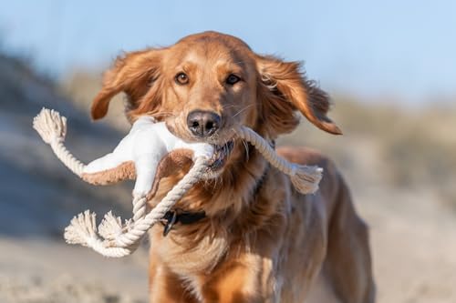 TRIXIE Be Nordic Plüschtiere für Hunde Seestern Jane – maritimes Kuscheltier für Hunde zum Spielen und Kuscheln – aus Plüsch/Tau