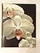 Orchids (The Time-Life encyclopedia of gardening)
