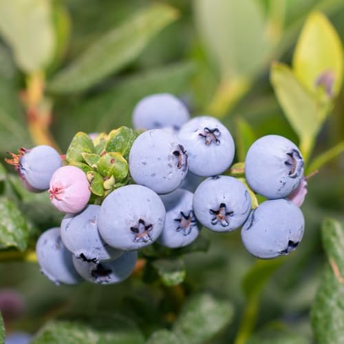 heidelbeeren pflanzen bio samen - samen hochbeet garten geschenke für männer blaubeeren pflanzen balkon pflanze exotische pflanzen obstbäume kaufen ostergeschenke seltene pflanzen 150pcs heidelbeeren pflanzen bio samen - samen hochbeet garten geschenke für männer blaubeeren pflanzen balkon pflanze exotische pflanzen obstbäume kaufen ostergeschenke seltene pflanzen 150pcs
