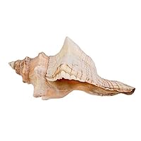 Algopix Similar Product 17 - Conch Shell 67 1 Piece Striped