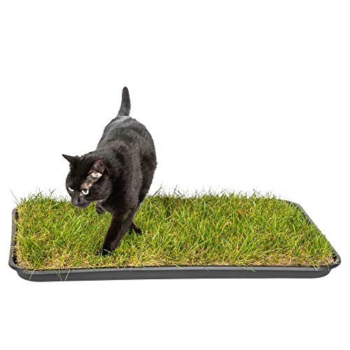pille gartenwelt Katzengras Katzenwiese Hundewiese echter Rasen ca 60x40 cm inkl Kunststoffschale