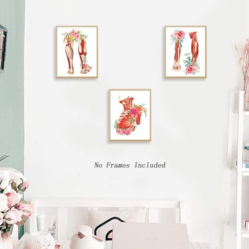 Image of TANXM Unframed Muscle Anatomy Canvas Wall Art Set of 6 | Watercolor Human Physiology Medical Decor for Clinic Study Room, Educational Prints, 8x10 Inch