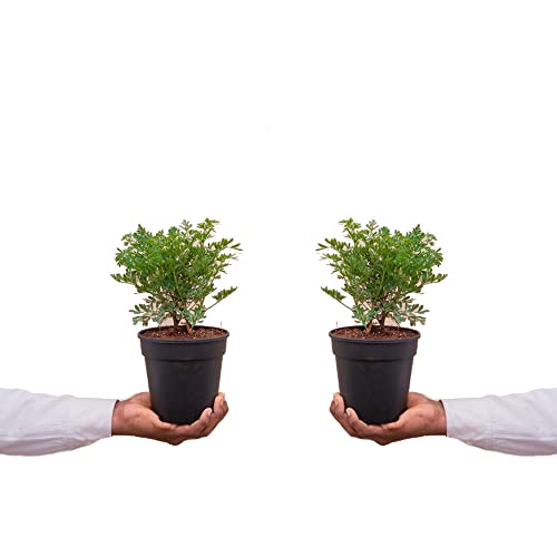 Ruta Graveolens Set de 2 Plantas de Ruda Naturales Hierbas para Infusión