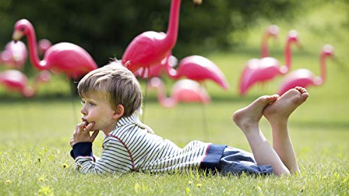 Bloem Pink Flamingo Garden Yard Statue (Bulk G2-50), 50-Pack, 25", 50 Pack #TOP5