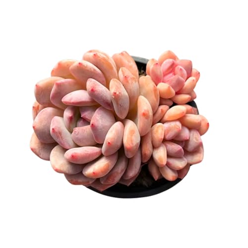 Echeveria Orange Monroe – Live Succulent – 3 Inch –